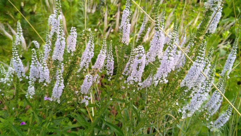 Veronica longifolia´Lila Karina`Вероника длиннолистная